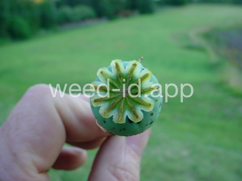 poppy, opium